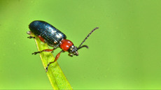 Rothalsiges Getreidehähnchen_2.jpg